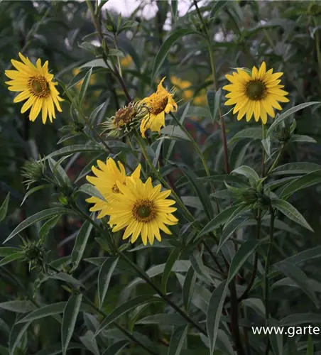 Riesen-Sonnenblume 'Simon Wiesenthal'