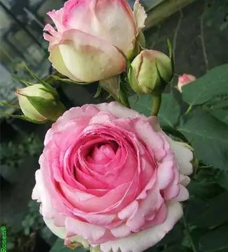 Strauchrose 'Eden Rose 85'®