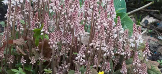 Zipfelblättrige Garten-Schaumblüte 'Pink Skyrocket'
