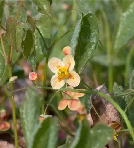 Warley-Garten-Elfenblume 'Orangekönigin'