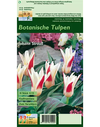 Tulpe 'Johann Strauss'