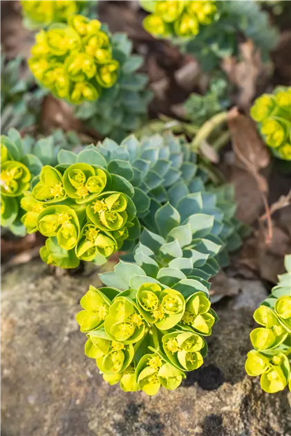 Blumixx Stauden Euphorbia myrsinites Walzenwolfsmilch 