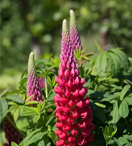 Westcountry Lupine 'Beefeater'®