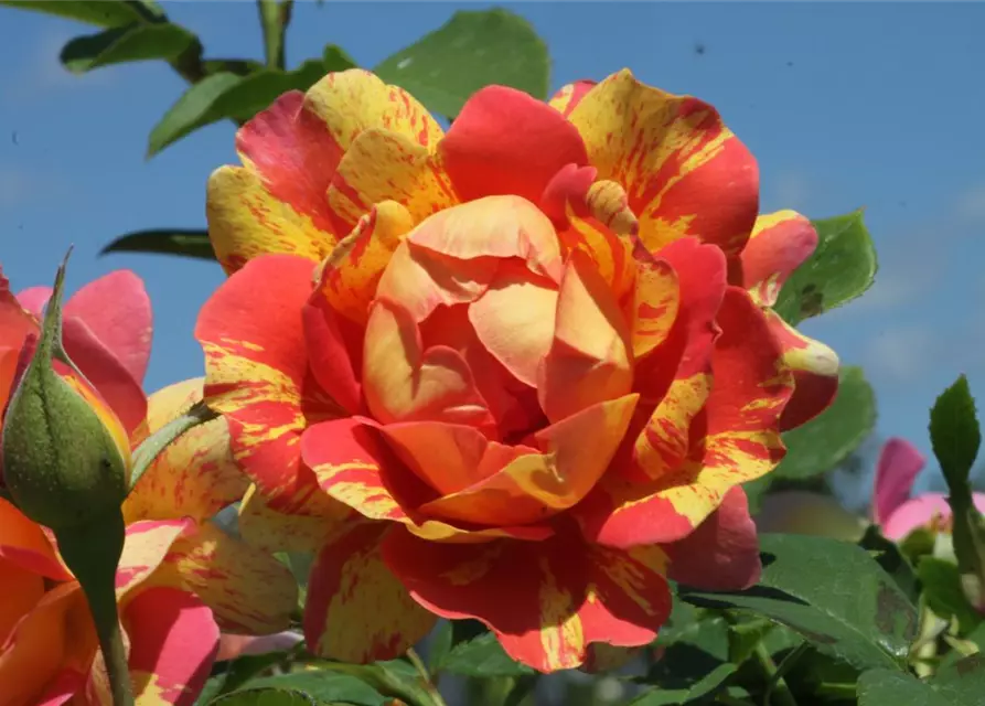 Strauchrose 'Rose des Cisterciens'®
