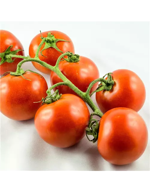 Tomaten Strauch