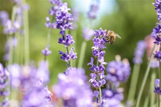 Bienenfreundliche Pflanzen – das Blütenparadies der Insekten