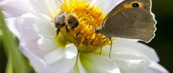 Bienenfreundliche Pflanzen – das Blütenparadies der Insekten
