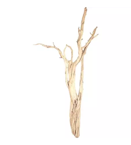 fleur ami Ghostwood fleur ami Ghostwood