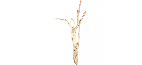fleur ami Ghostwood fleur ami Ghostwood