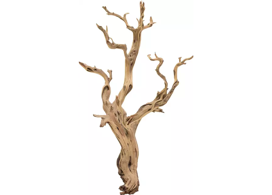 fleur ami Ghostwood fleur ami Ghostwood