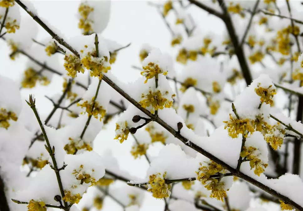 Winterblühende Gehölze – volle Blütenpracht trotz Kälte