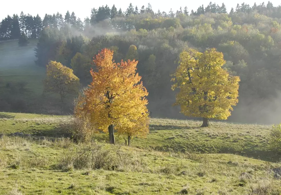 Ziergehölze mit Herbstfärbung – ein glanzvolles Farbspiel
