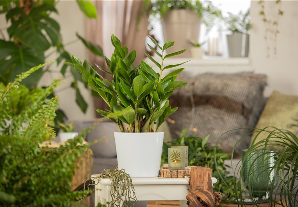 Zimmerpflanzen bei Heizungsluft Pflege und Tipps Gartencenter Kiefl