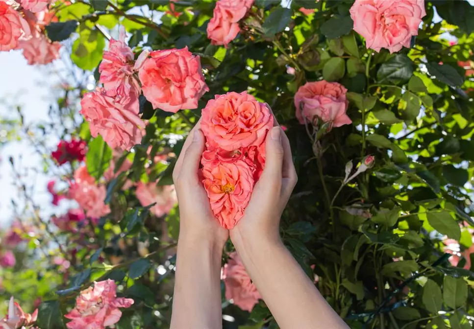 Tipps für die Rosenpflege im Überblick
