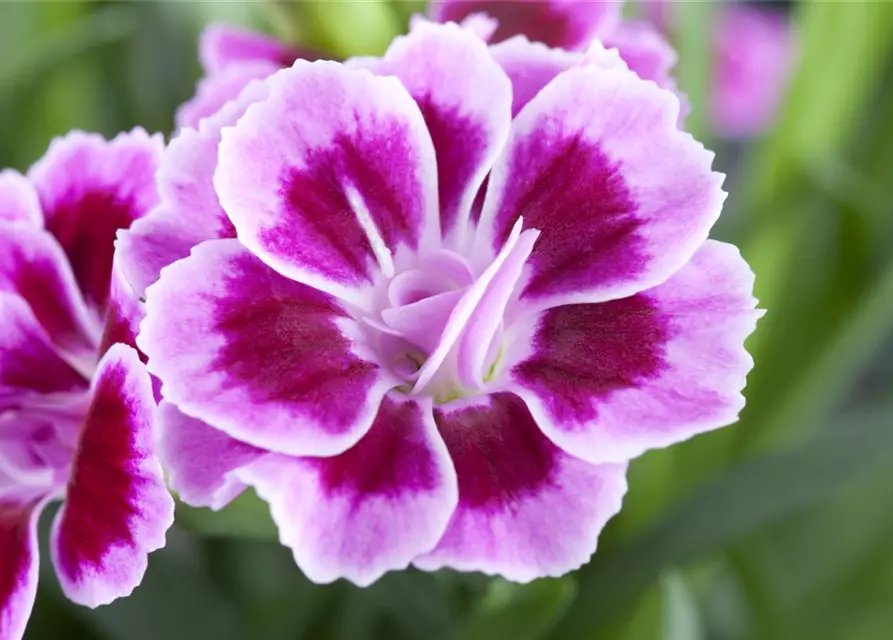 Nelken im 10 cm Topf, Dianthus