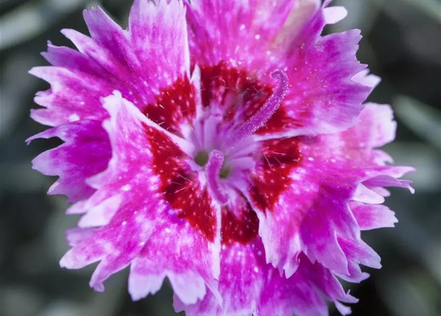 Nelken im 10 cm Topf, Dianthus