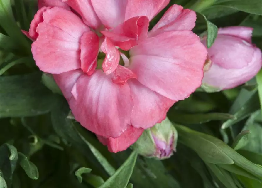 Nelken im 10 cm Topf, Dianthus