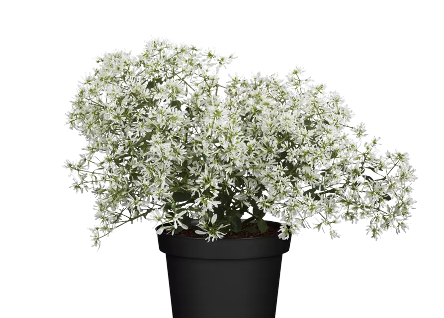 Euphorbia Hypericifolia Ornamental Golden Spurge Plant in Bloom