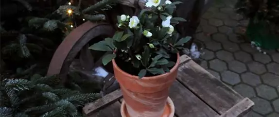 Christrose - Einpflanzen in ein Gefäß