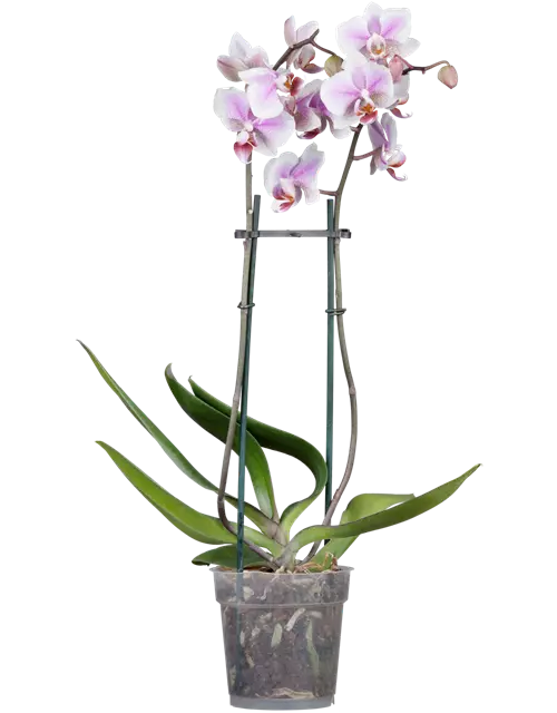 Orchidee 2-rispig, zweifarbig