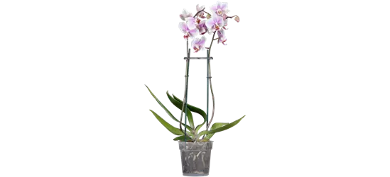 Orchidee 2-rispig, zweifarbig
