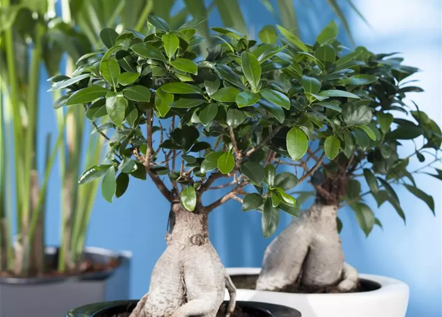 Chinesische Feige, Ficus Ginseng