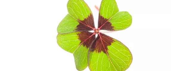 Glücksklee – eine Pflanze als Symbol für Glück