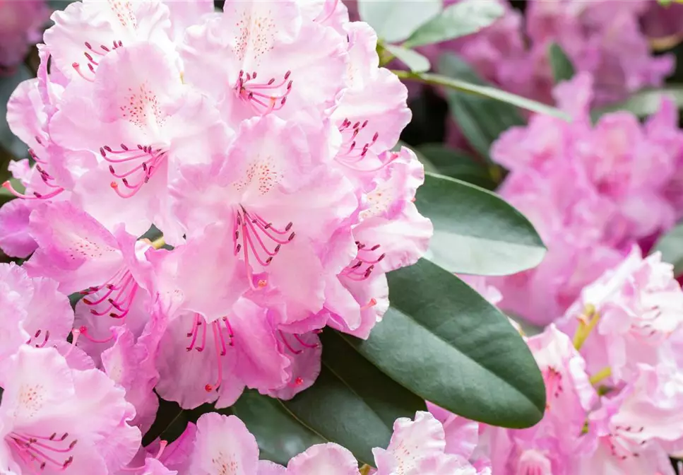 Rhododendronarten und -sorten – Die schönsten Kandidaten