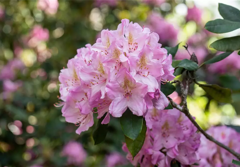 Schön und anspruchsvoll Rhododendron pflanzen im eigenen Garten