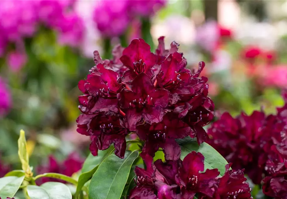 Schön und anspruchsvoll Rhododendron pflanzen im eigenen Garten