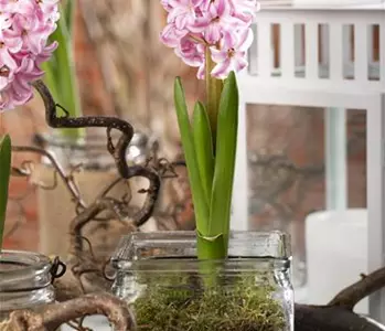 Frühling im Haus – mit Blumenzwiebeln dekorieren