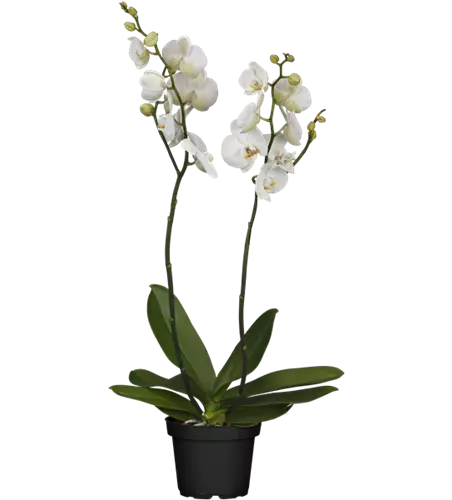 Weiße Orchidee 2-rispig