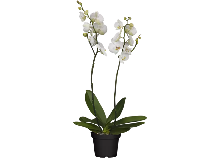 Weiße Orchidee 2-rispig