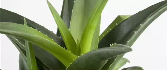 Aloe-Vera - die vielseitige Heilpflanze