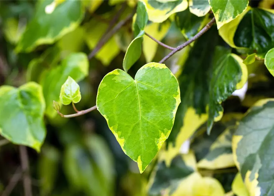 R Hedera colchica 'Dentata Variegata', Buntlaubiger Kaukasischer Efeu