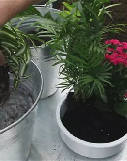 Schale - Einpflanzen von Zimmerpflanzen