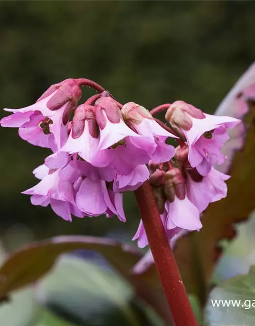 Bergenia cordifolia 'Rosi Klose'
