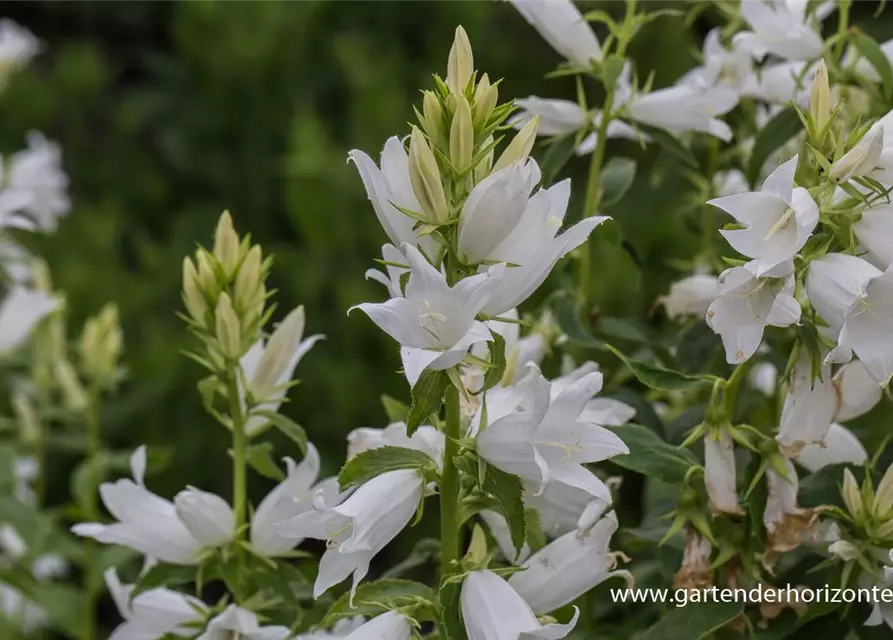 Campanula latifolia var.macrantha 'Alba', Großblütige WaldGlockenblume