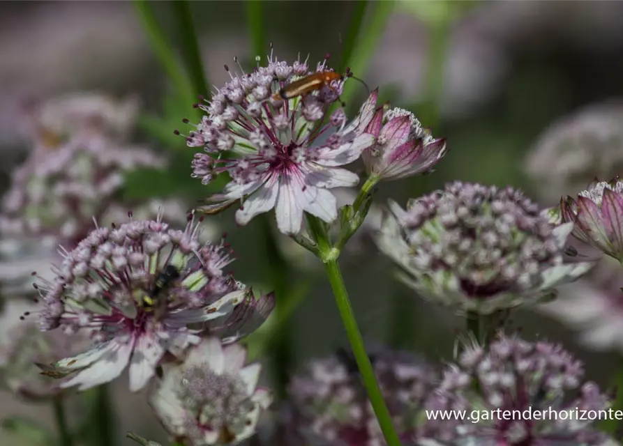 Sterndolde, Große (Astrantia Major) - (wild)bienen Produktbild-Vorschau 11