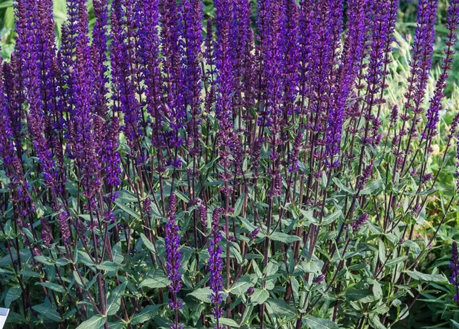 GartenBlütenSalbei 'Caradonna', Salvia nemorosa 'Caradonna'