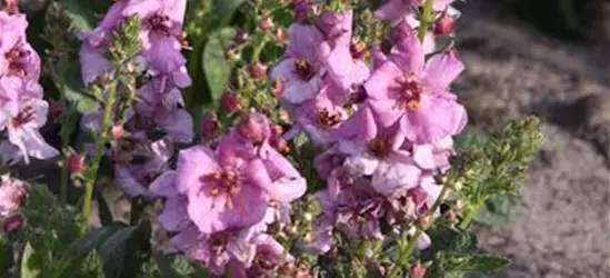 Garten-Königskerze 'Pink Domino'