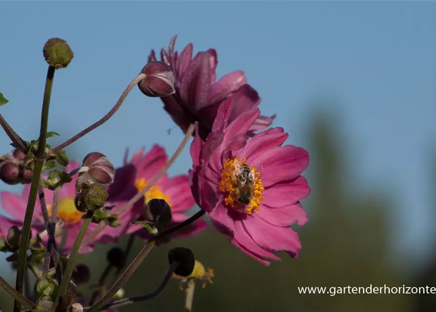 Garten-Herbst-Anemone 'Bressingham Glow'