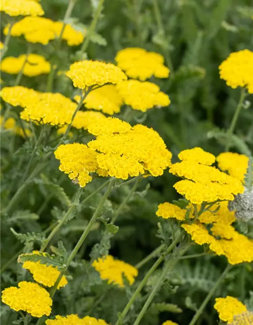 Garten Goldquirl Garbe Moonshine Achillea Clypeolata Moonshine