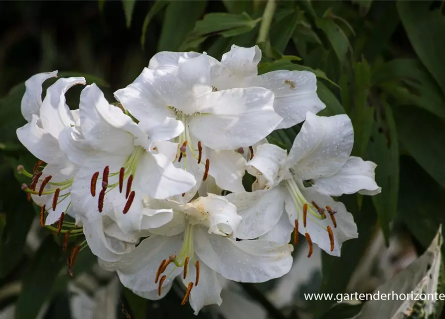 Lilie 'Casablanca', Lilium 'Casablanca'