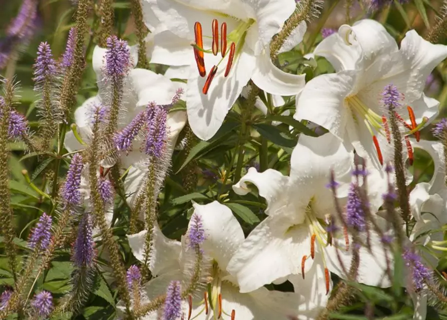 Lilie 'Casablanca', Lilium 'Casablanca'