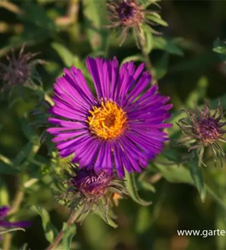 Garten-Raublatt-Aster 'Violetta'