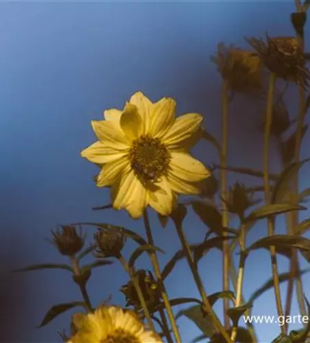 Riesen-Sonnenblume