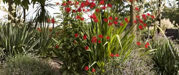 Ab in den Garten – Blumenzwiebeln im Frühjahr einpflanzen