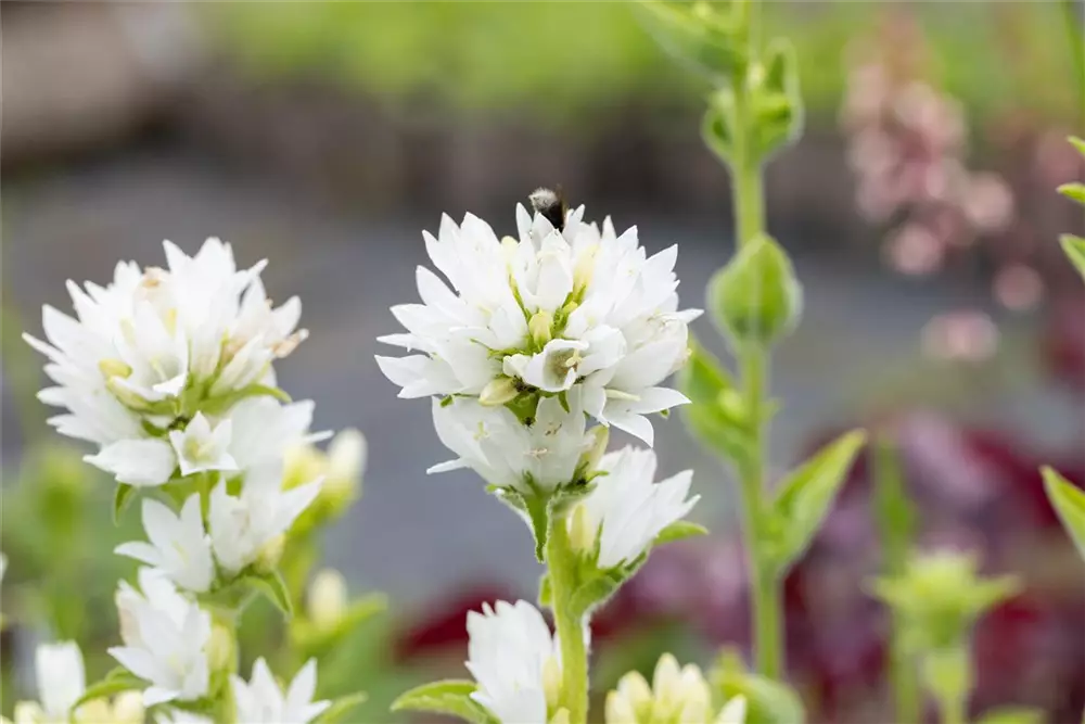vielseitige Staude 1 weiße Knäuelglockenblume 