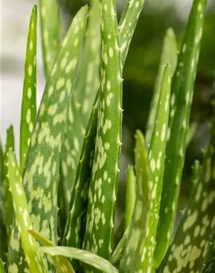 Aloe-Vera - die vielseitige Heilpflanze